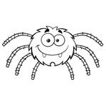 spider