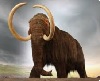 Mamut