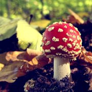 amanita