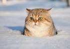 Furorisu
