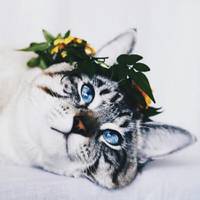 �������� ����