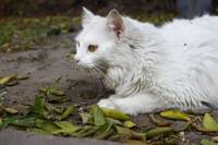 �������� �����