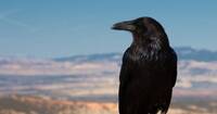 Raven