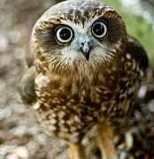 Owl