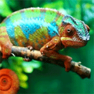 Chameleon