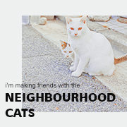 neighbourhood cats