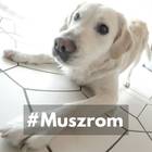 Muszrom