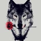 Wolf floW