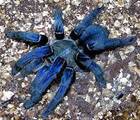 Bluespider