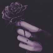 Dark Rose