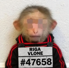 VloneMraz