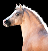 WesternHorse