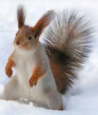 Squirrel