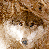 brownwolf