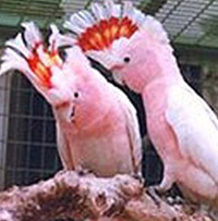 Cockatoo