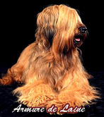 briard-pets