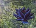 BlackLotus