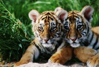 tiger-girls