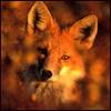 RedFox