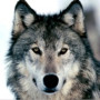 Серый_волк