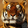 Tigress