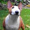 BullTerrier