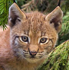 LynxRus