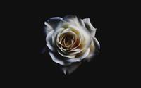 White Rose