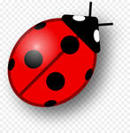 Ladybug