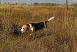 vera-beagle