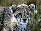 Gepard