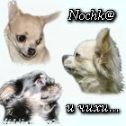 nochk@