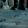 Padfoot