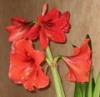 Amaryllis