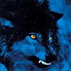 WOLF-