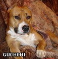 Guchchi