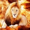 fire.lion