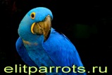 parrots