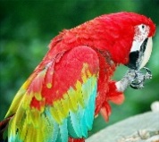 parrots