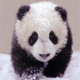 panda (W 124)