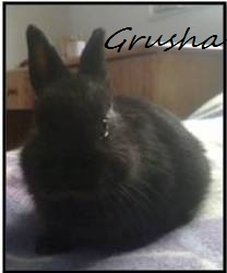 Grusha