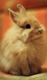 Rabbit_is_love
