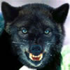 <=Blak Wolf=>