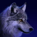 DarkWolf