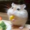 TheHamster