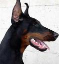 DOBERMAN