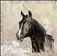 Black_Horse