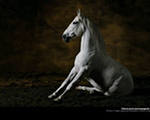 horses_my_life