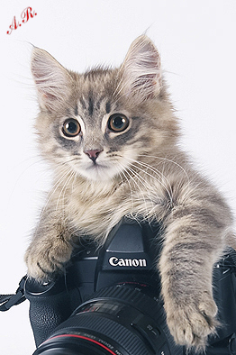 ���������� � �������