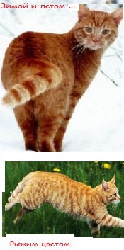 ������� �����